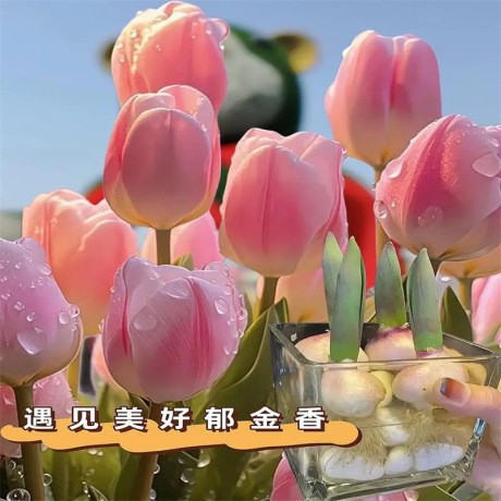 5颗郁金香种球水培盆栽荷兰进口重瓣四季开花好活土养阳台花种籽