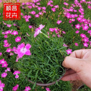 Dianthus Potted Cold-Resistant Flower Seedlings, Lawn Ground Cover, Community Courtyard Park Greening, Qingzhou Base Dianthus Seedlings