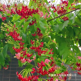 �ذ�ʹ���ӻ���׃ɫ�������ֲ�﷼��ֲ��ͥԺ���Ի���ˮ���ӻ���