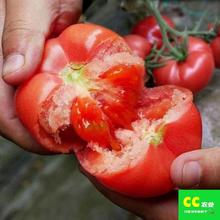 毛粉802F1番茄种子正种籽种籽蔬菜种子种植农家蔬菜庭院阳台种植