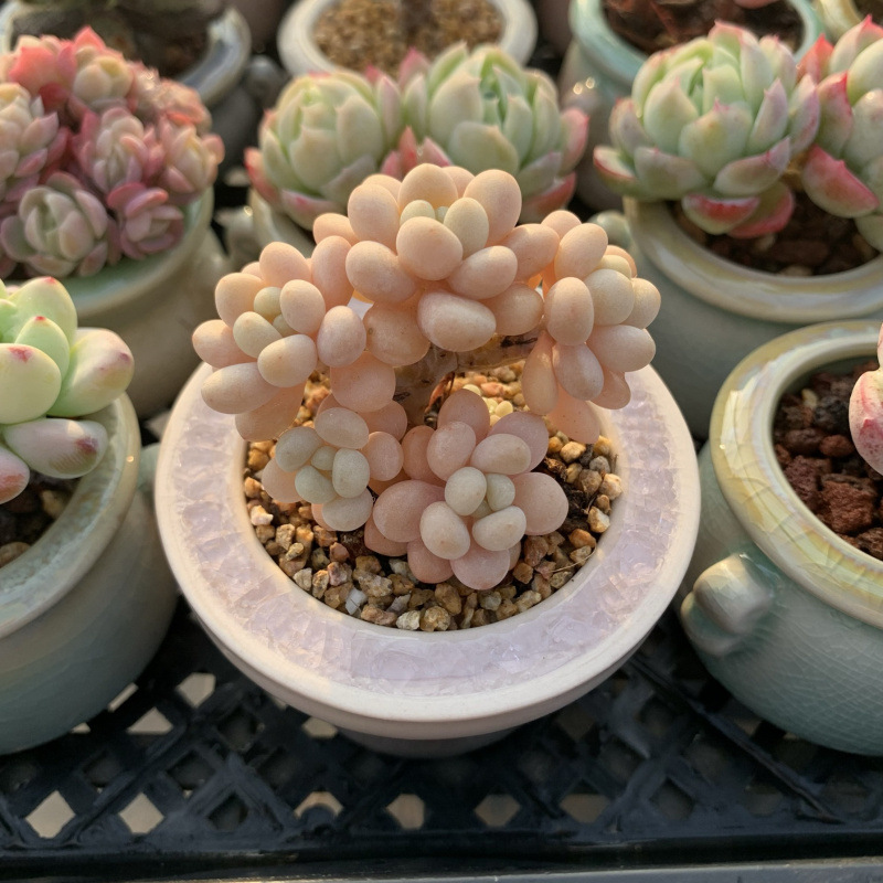 小さな多肉植物、超かわいい、貴重で希少な親指鉢、ミニ鉢植え、鉢付き多肉植物鉢植え、小さな古い支柱|undefined