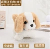 Collar Saint Bernard Apricot Battery Model [96% of people choose]
