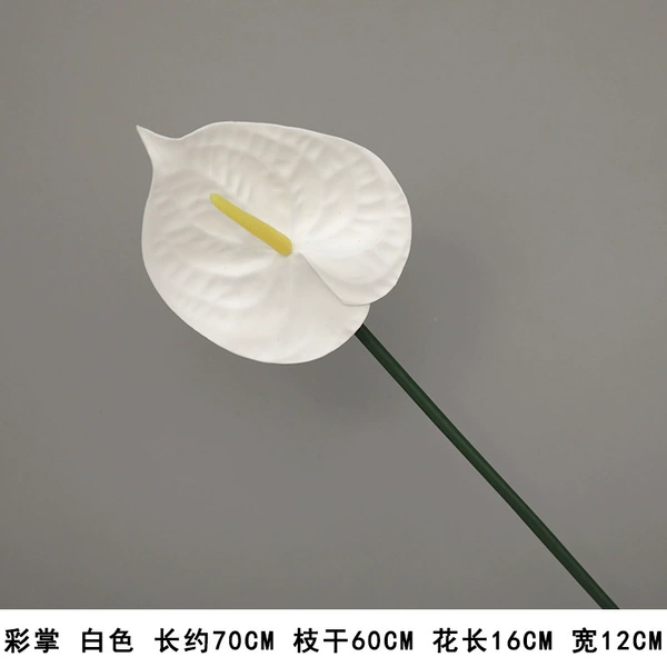 Palm white