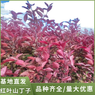 ��ľɽ�G����޽���ľ�@�־G���t�~ɽ����С���|������ɽ����