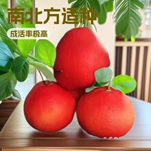 ��Ʒ̩�����_���Ә����ϱ����ļ��Nֲ�t���������t���������Ե���