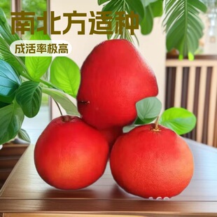 ��Ʒ̩�����_���Ә����ϱ����ļ��Nֲ�t���������t���������Ե���