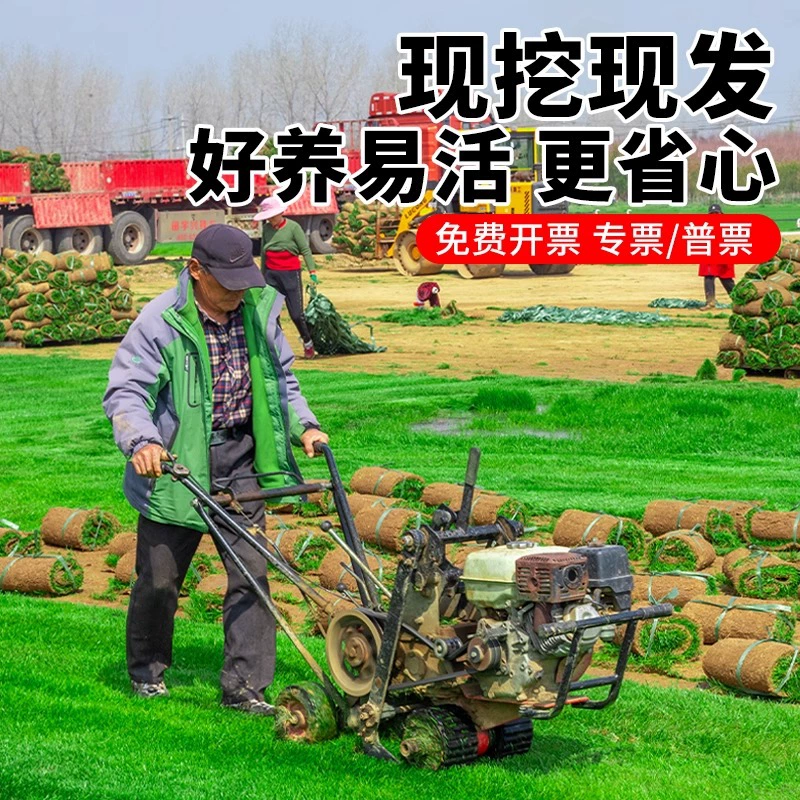 Газон Настоящий Газон с Почвой Ковер Зеленая Трава Посадка Вилла Сад Двор с Озеленением Почвы Манильский Газон