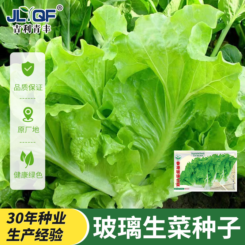Glass lettuce seed seed heat resistance four seasons Italian lettuce seeds crispy and tender salad creamy biological Laizi balcony potted