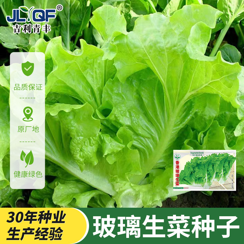 Glass Lettuce Seeds Heat-Resistant Four-Season Italian Lettuce Seeds Crispy and Tender Salad Cream Lettuce Seeds Balcony Potted Plants