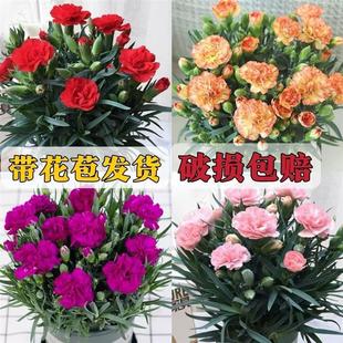 Carnation Potted Plant with Buds, Multi-Color Double Petals, Blooming in All Seasons, Indoor Balcony, Courtyard Flowers and Green Plants, Large Seedlings, Easy to Grow