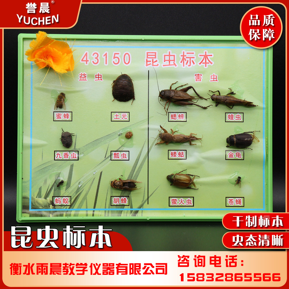 43150昆虫标本专业教具教学仪器实验耗材塑料盒益害虫标本各六种