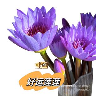 ��ɫ˯ɏ�r��10֧�]���ҏV�ݻ���ֱ�l�r�л��҃Ȳ廨ɏ��