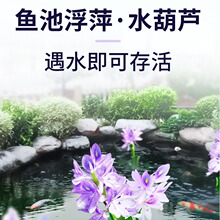 水葫芦浮萍水草鱼缸鱼池水上植物和鱼共养冒泡净化水质养鱼水芙蓉