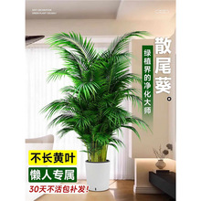 散尾葵盆栽客厅大型高级感绿植室内办公室落地植物天堂鸟花卉好养