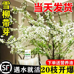 Snow Willow Fresh Branches with Buds, Hydroponic Plants, Dry Branches, Water-Raised Florals, Indoor Flower Arrangements, Dragon Willow Stems, Fresh-Cut Yunnan