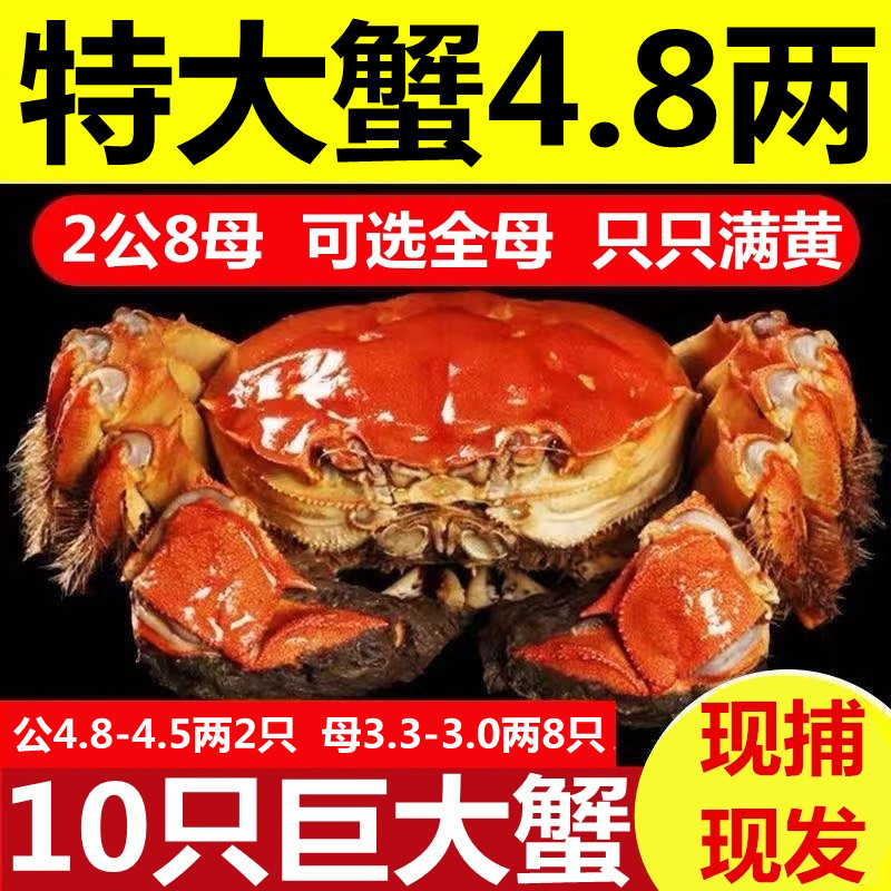 活蟹洪泽湖大闸蟹鲜活10只现货4.8两螃蟹特大全母蟹清水海鲜水产