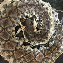 ��ș���I���岽�߸��ݾ�ș����Ʒ�o�����lʳ�������¿��t������