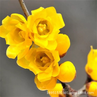 �D÷���������������D÷ԭ���t÷���Ϙ��辰�G÷�ͺ�����ͥԺ�̨