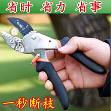 ����ľ���������֦���ü�����֦���ޘ�֦�����@ˇ�@�ּ�����֦��