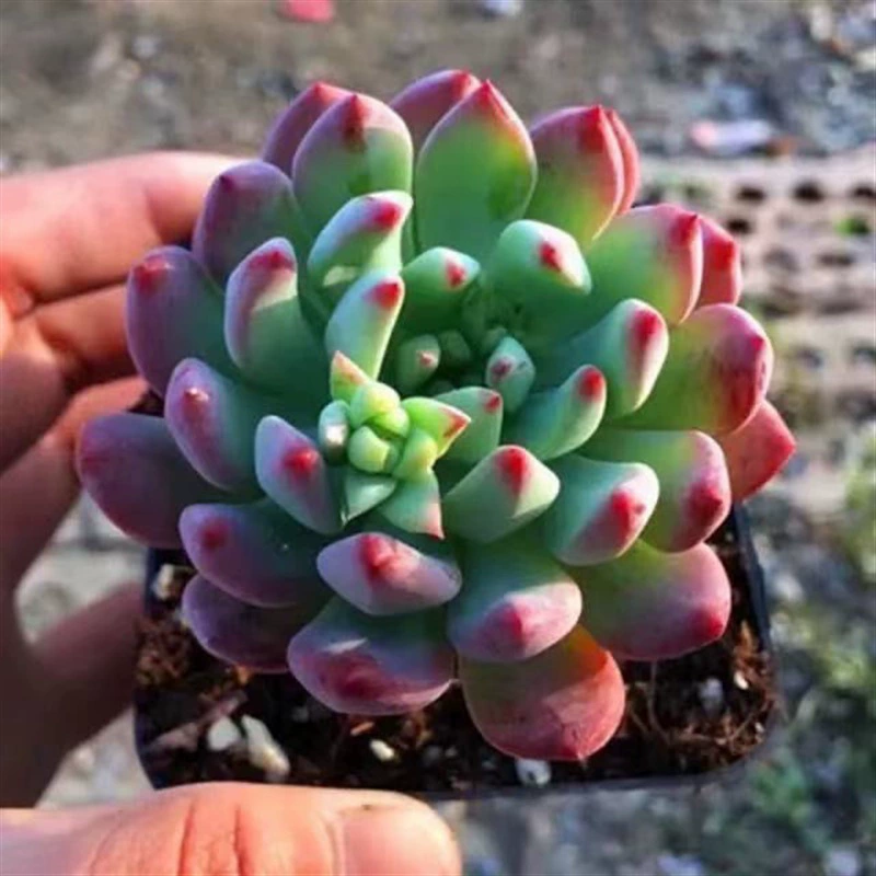 Смурфики суккуленты синий яблоко