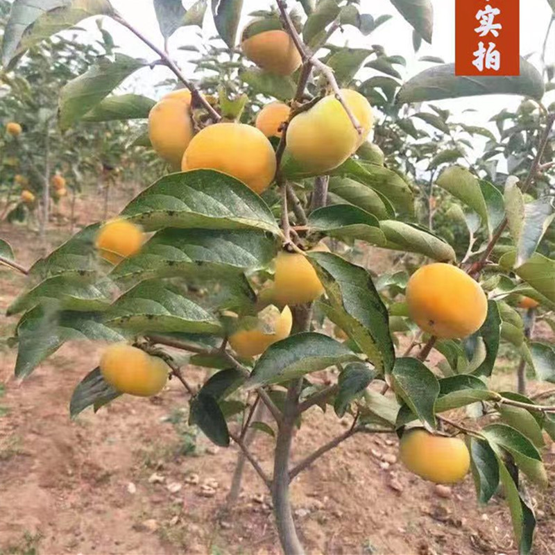 云南嫁接脆柿子苗西南柿子苗 湖南柿子苗贵州柿子苗四川柿子苗