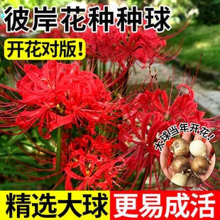 �˰����N������ɳ�A���N�t��ʯ���҃�����ֲ����צ�����Ի��ܷN��