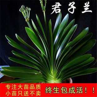 Clivia Round-Headed Monk Potted Plant with Flower Buds, Flowering Seedlings, Evergreen Indoor Plant, Easy to Care For, Orange Flower Buds