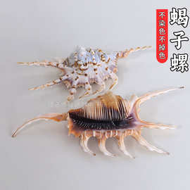 天然蝎子螺海螺壳贝壳鱼缸造景水族装饰家居饰品橱窗摆件工艺品