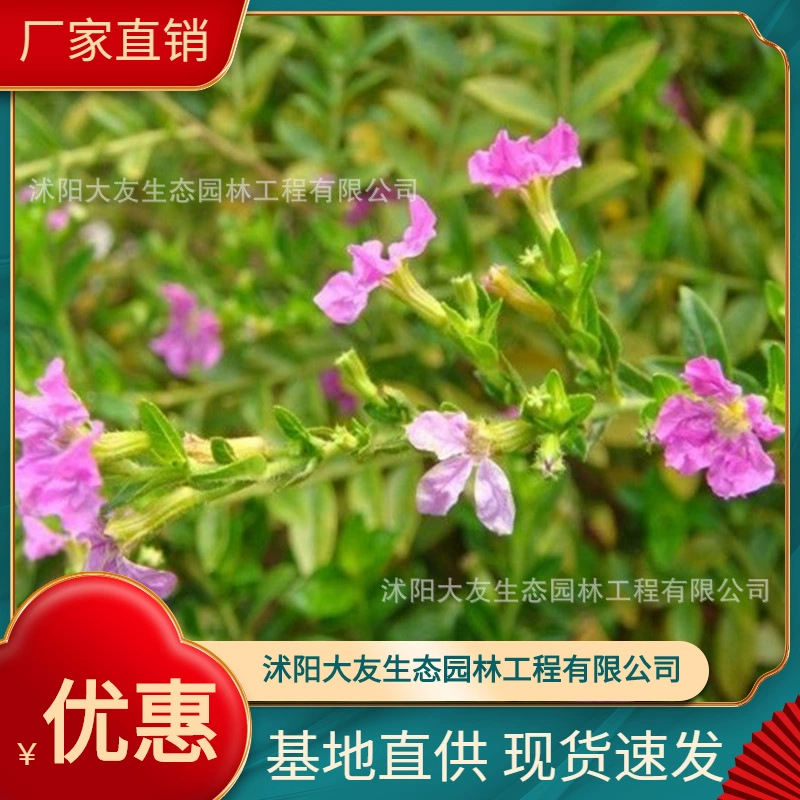 Базовые Оптовые сорта саженцев цветов чашечки собственного производства, полный проект ландшафтного дизайна, Зеленые саженцы