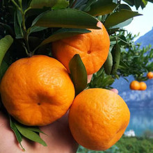 �ຣ��Ҋ�ҰҸ����� ������ľ���l��ُ�r��DƬ�޽Ӄ��|��Ҋ����