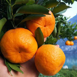 青海春见耙耙柑橘苗 果树苗木批发采购价格图片嫁接优质春见果苗