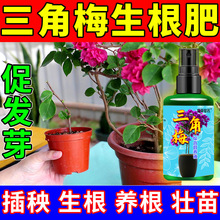 三角梅专用扦插生根液月季花三角梅快速生根剂移苗缓盆营养液通用