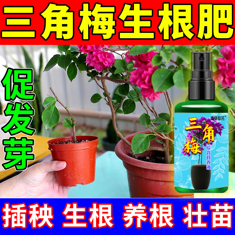 三角梅专用扦插生根液月季花三角梅快速生根剂移苗缓盆营养液通用