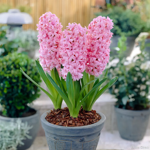 �ײͻ���ˮ�Bˮ���҃����ѾGֲ�L��������ˮ������N���L����ֲ��