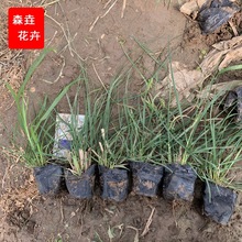 ɽ�|���ݴ�������С������β�� �ݻ���β�� ������G����β�ݱ���