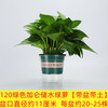 180 Green Loostel Popular Flower Wholesale Hydroponic Green Ruluo indoor green plants small green pupa removed formaldehyde small potted plants