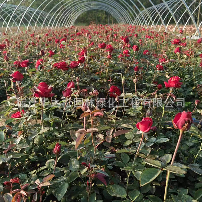 17872e668ec9e2e07403fa4b42f164