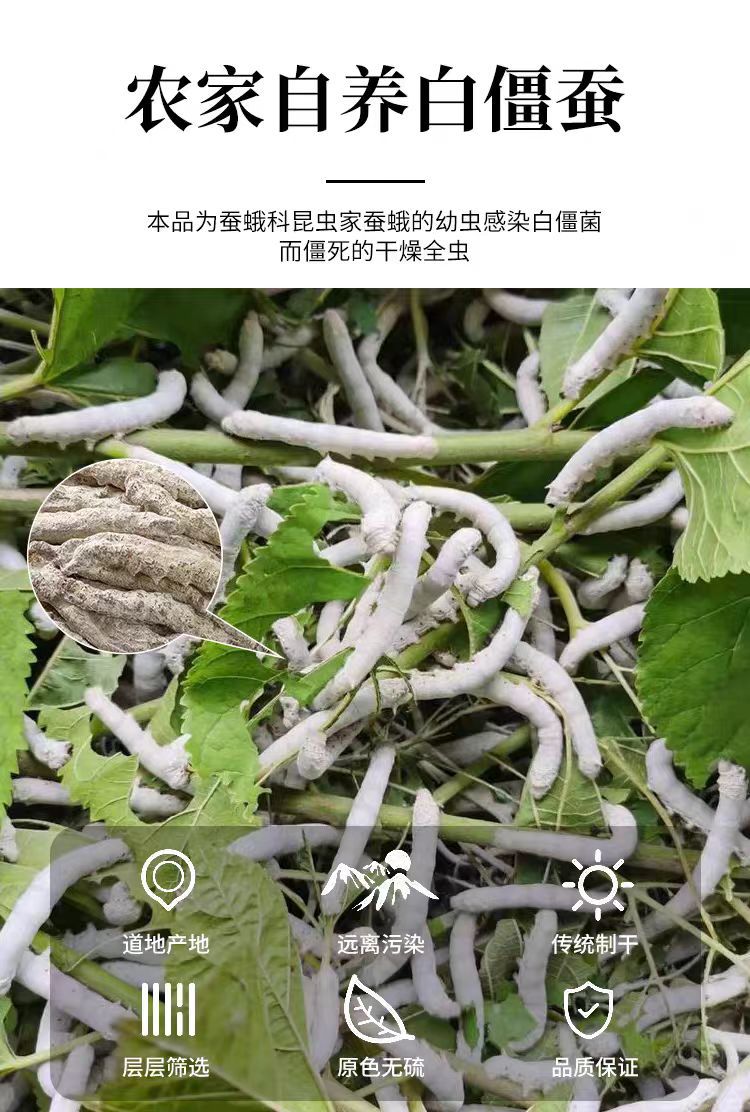 Bai Jiang Can (Bombyx Batryticatus) — Stir-Fried Silkworm Herb, 500g Food-Herb Decoction Pieces overview