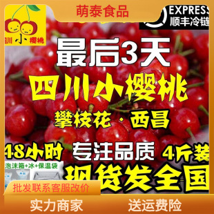 Spot Fresh Fruit Sichuan Panzhihua mi yi Xichang Little Cherry Sweet Ernter Hanyuan Cherry Wenchuan Wenchuan