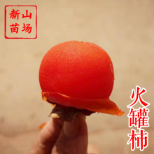 【小火罐柿苗】软柿吊红柿饼易管理灯笼涩柿挂树期长火晶柿子树苗
