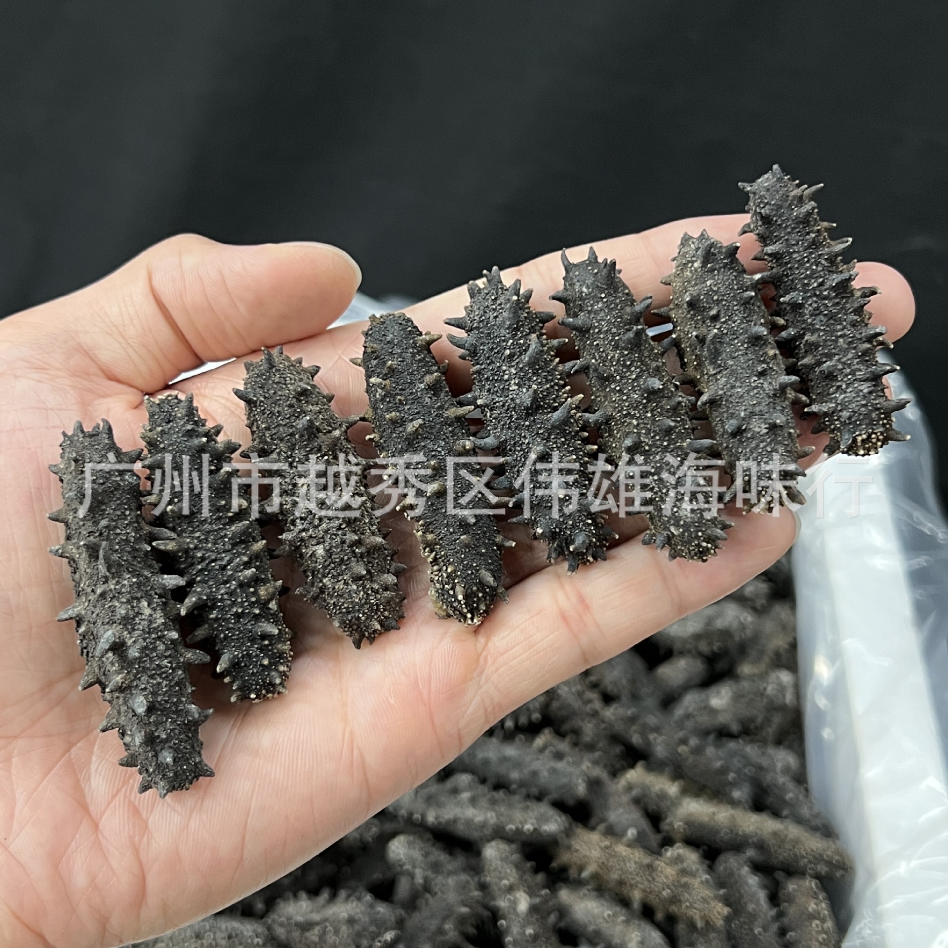 大连海参 大连海参干货高品质大连辽刺参 淡干高泡发率 大连刺参