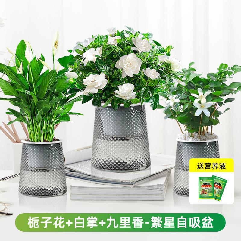 치자나무 + 흰야자 + 구리향(별분지) + 영양액