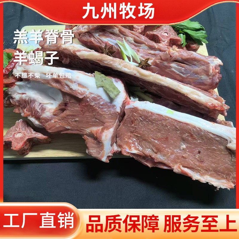 羔羊脊骨羊蝎子烧烤食材商用生鲜原切羊排肉烧烤店羊脊骨冷冻商用