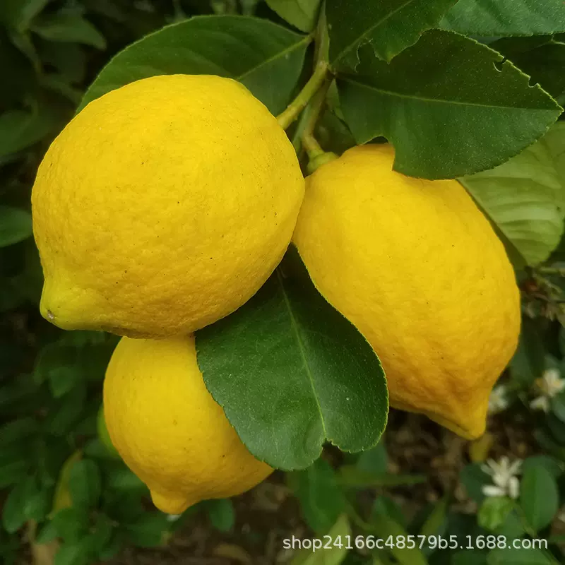 [尤力克平替]香水黄柠檬新鲜皮薄5斤当季水果奶茶店用整箱包非安