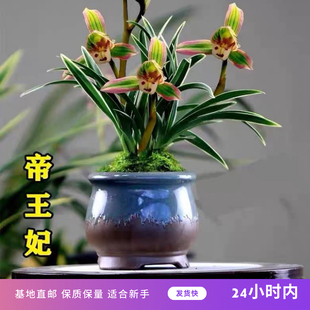 Fine Orchid Seedlings Jianlan, Precious and Fragrant Four-Season Indoor Flower Potted Seedlings, Phnom Penh Dwarfs, Easy to Raise Imperial Concubines