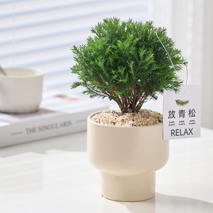 放青松雾凇盆栽客厅办公室桌面绿植小盆景净化空气常青禁止焦虑-阿里巴巴