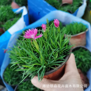Dianthus Caryophyllus Hole Pot Seedlings, Small Seedlings, Potted Plants, Perennial Flower Base Flower Seedlings, Qingzhou Florals with Buds, Dianthus Caryophyllus