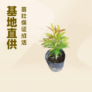 厂家基地供应室外阳生观叶绿植红车园林绿化工程造景花卉杯苗批发