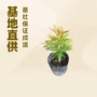 园林基地室外工程花卉