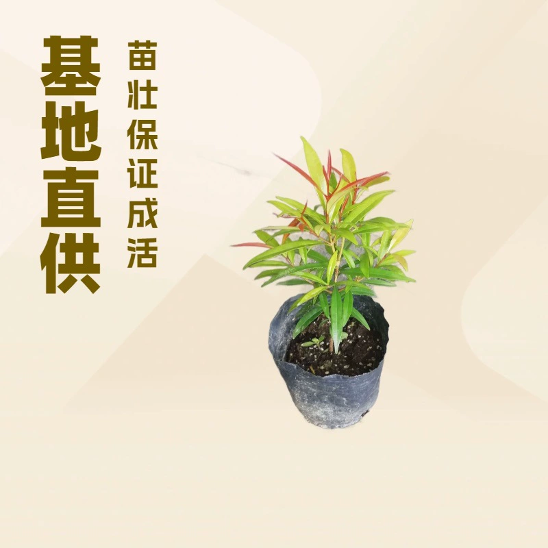 Оптовые поставки от производителя: уличные светолюбивые лиственники, растения для ландшафтного дизайна (красные растения), декоративные цветы, рассада в горшках.